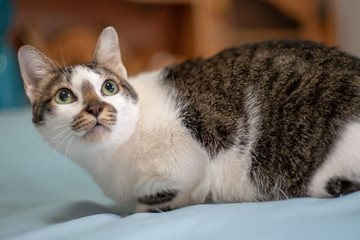 Close up white cat with spot and big eyes, portrait of Thai cat  