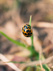 Ladybug climbing a blade of grass