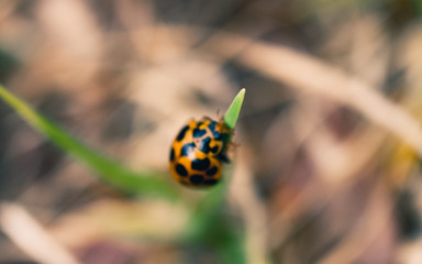 Ladybug climbing grass