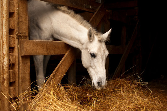 White horse eating hay (straw, grass) in the stable. A farm animal on the dark background. Profile of chewing horse head.