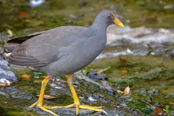 Animals and Birds in Queensland Australia