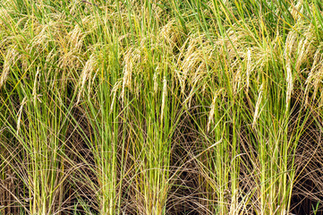 Obraz premium Paddy plants in the field 
