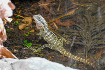 Animals and Birds in Queensland Australia
