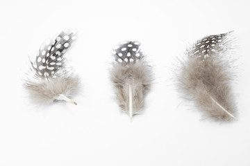 Beautiful feather rare bird  close-up on the white background.