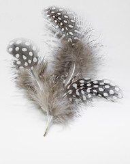 Beautiful feather rare bird  close-up.  Art installation of three feathers close-up.