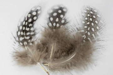 Beautiful feather rare bird  close-up.  Art installation of three feathers close-up.