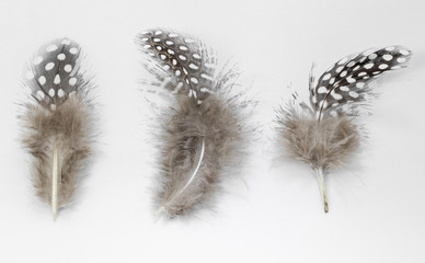 Beautiful feather rare bird  close-up on the white background.