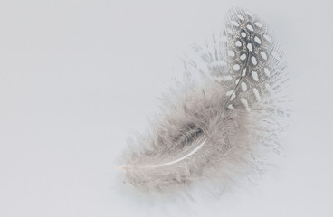 Beautiful feather rare bird  close-up on the white background.