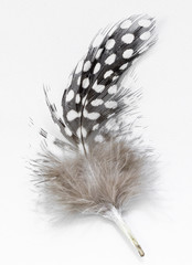 Beautiful feather rare bird  close-up on the white background.