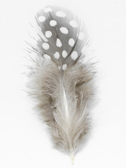 Beautiful feather rare bird  close-up on the white background.