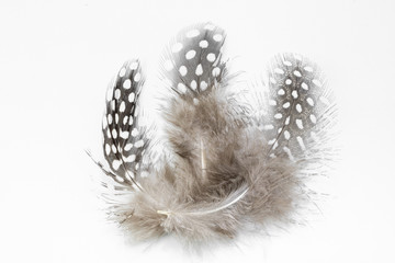 Beautiful feather rare bird  close-up.  Art installation of three feathers close-up.