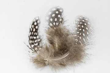 Beautiful feather rare bird  close-up.  Art installation of three feathers close-up.