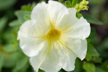 Obraz na płótnie Canvas Petunia , Close up of Petunia flowers. White petunia flower and blurred background