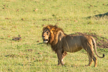 Fototapeta na wymiar A male lion standing among high grasses inside Masai Mara National Reserve during a wildlife safari