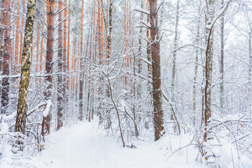 Fototapeta na wymiar Beautiful winter in pine forest. Winter lanscape with heavy snowfall.