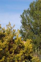 Pine Trees in Valencia Spain