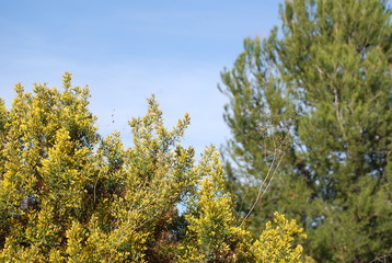 Pine Trees in Valencia Spain