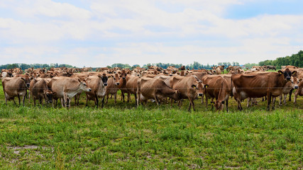 Obraz premium Jersey Cows