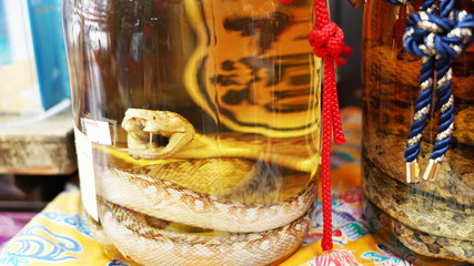 Traditional asian tincture on a poisonous snake. Avamori Venomous Snake Alcoholic Drink Canned snake in rice vodka. national drink in japan okinawa