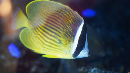 Obraz premium bright tropical fish on a blue background, multi-colored marine fish in the aquarium. Underwater life portrait 