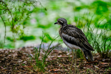 Animals and Birds in Queensland Australia