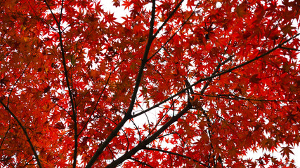 Bright orange autumn leaves texture. autumn colors. Green, yellow, orange maple leaves