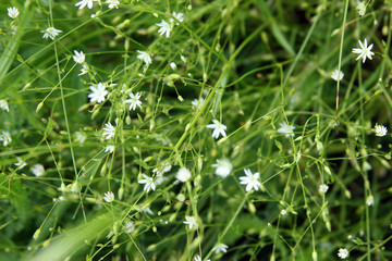 texture of beautiful wild violet flowers