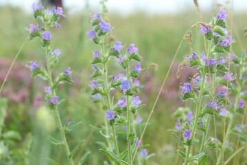 texture of beautiful wild violet flowers
