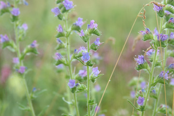 texture of beautiful wild violet flowers