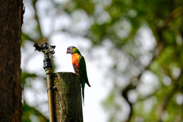 Animals and Birds in Queensland Australia