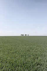 Fototapeta premium landscape with wheat field and blue sky