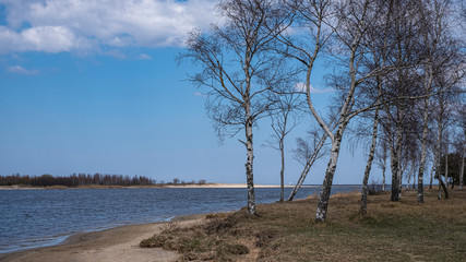 Fototapeta na wymiar birch grove at the waterside in the spring