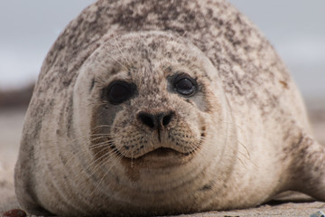Seehund auf der Düne von Helgoland © Andreas
