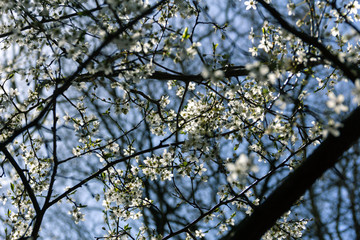 A tree in full bloom early spring in Sweden