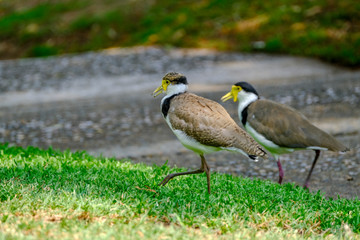 Animals and Birds in Queensland Australia