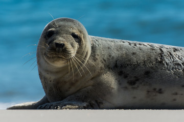 Seehund auf der Düne von Helgoland © Andreas