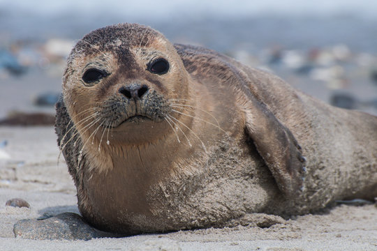 Ein Seehundbaby am Strand auf der D&uuml;ne von Helgoland