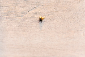 Sun rays falling on housefly
