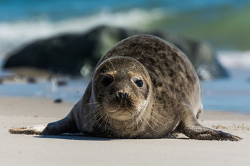 Seehund auf der Düne von Helgoland © Andreas