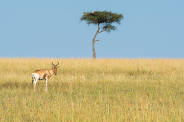 A coke's hartebeest grazing next to a lone acacia tree inside Masai Mara National Reserve during a wildlife safari