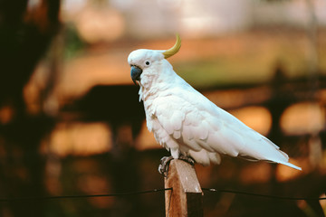Animals and Birds in Queensland Australia