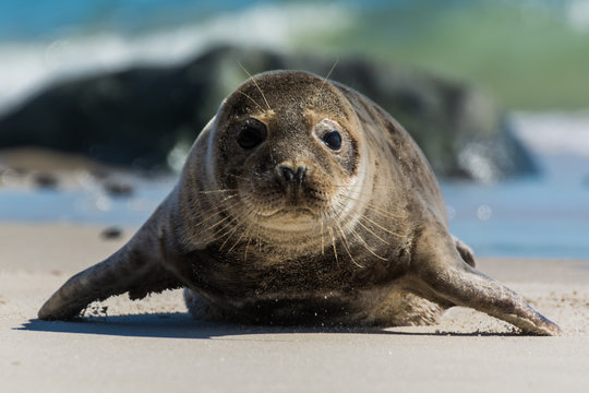 Seehund auf der D&uuml;ne von Helgoland