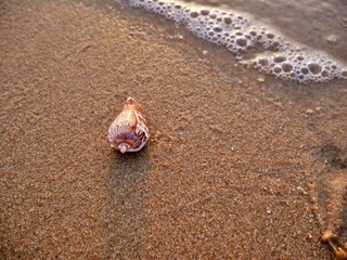 lonely mussel at the beach during sunset