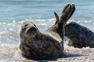 Seehund auf der Düne von Helgoland © Andreas