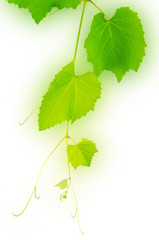 Fototapeta premium grape leaves isolated on white background
