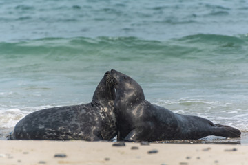 Seehund auf der Düne von Helgoland © Andreas