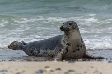 Seehund auf der Düne von Helgoland