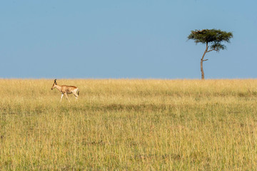 A coke's hartebeest grazing next to a lone acacia tree inside Masai Mara National Reserve during a wildlife safari