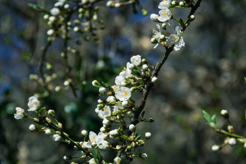 Beautiful white flowers on a branch during early spring in Sweden