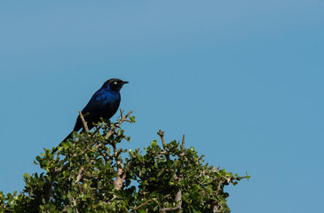 A superb starling as found inside Masai Mara National Reserve during a wildlife safari
